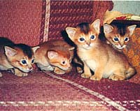 ����������� ������