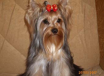 ����������� ������ ������ �� �������� ���� ��� 9 �������