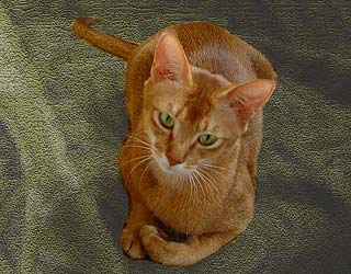 Ch. ������ ���� (����)