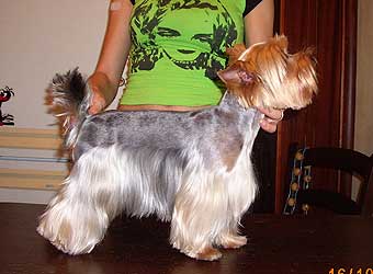 ����������� ������ ������ �� �������� ���� 