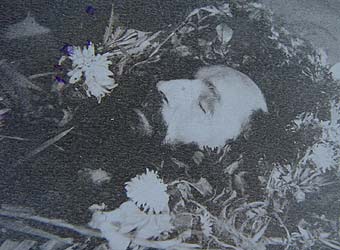 ��������� ����� ��������.