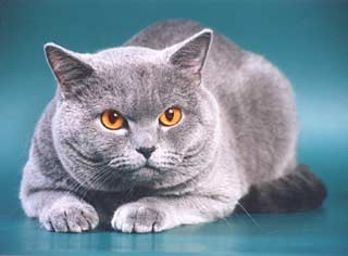   Gr.E.Ch. Ckhristofer Alladin Magestic BRI a