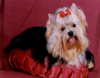 ����������� ������ ����� �������