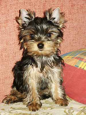 ����������� ������