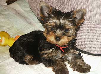 ����������� ������