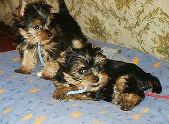 ����������� ������