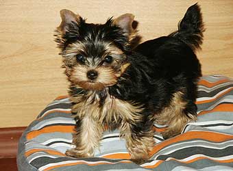 ����������� ������