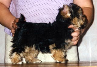 ����������� ������