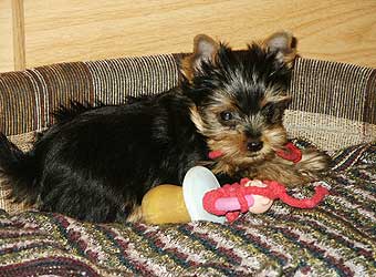 ����������� ������