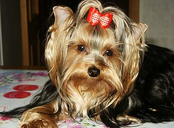 ����������� ������