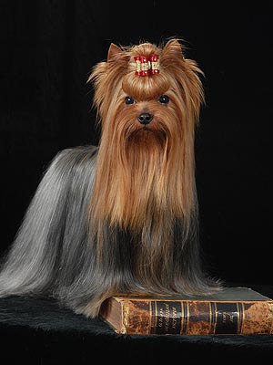 ����������� ������