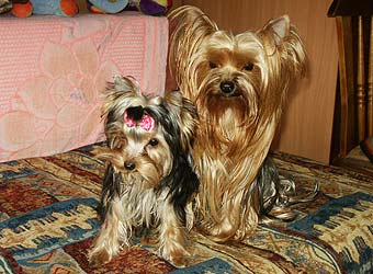 ����������� ������