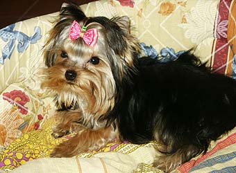 ����������� ������