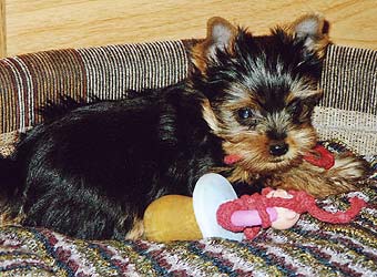 ����������� ������