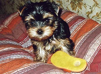 ����������� ������