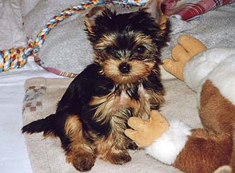 ����������� ������