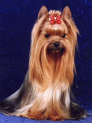 ����������� ������