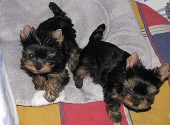 ����������� ������