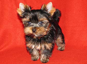 ����������� ������