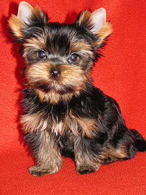 ����������� ������