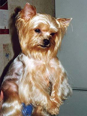 ����������� ������