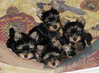 ����������� ������