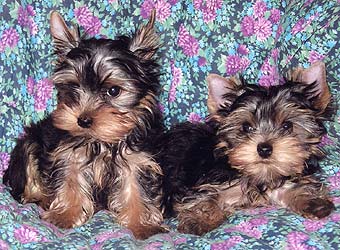 ����������� ������