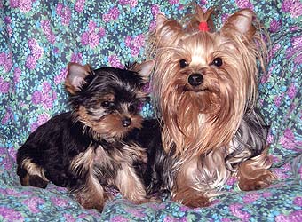 ����������� ������