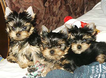 ����������� ������