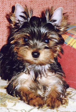 ����������� ������