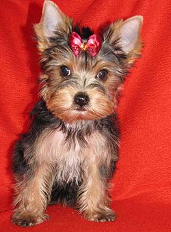 ����������� ������