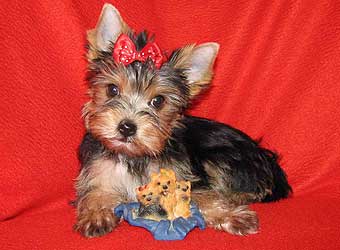 ����������� ������