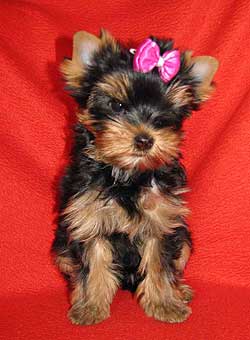 ����������� ������