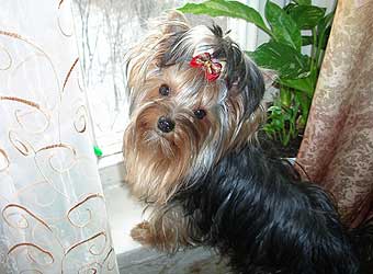 ����������� ������