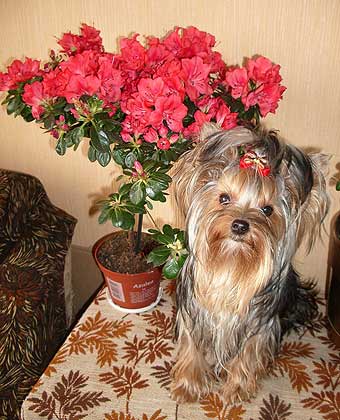 ����������� ������