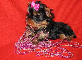 ����������� ������