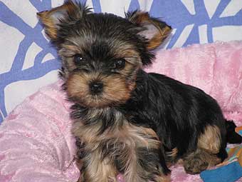 ����������� ������