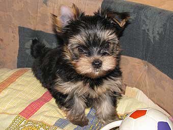 ����������� ������