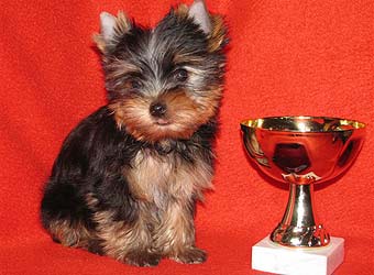 ����������� ������