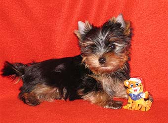 ����������� ������