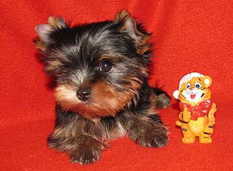 ����������� ������