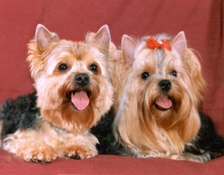 ����������� ������