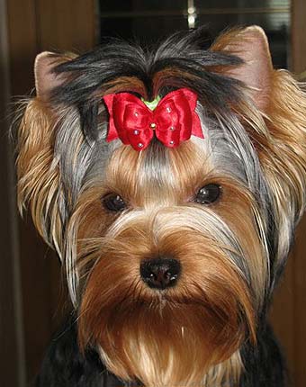 ����������� ������