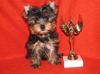 ����������� ������