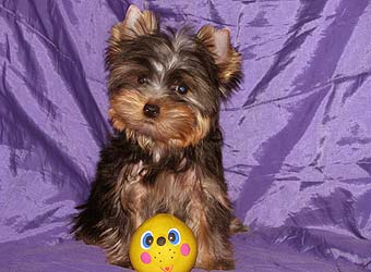 ����������� ������