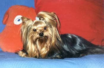 ����������� ������