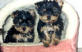 ����������� ������ �����