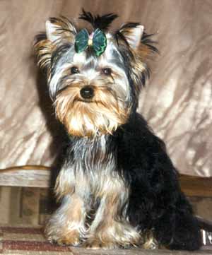 ����������� ������ �����