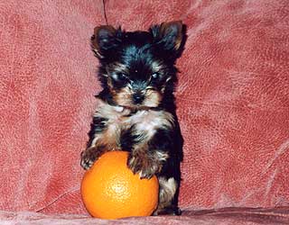 ����������� ������