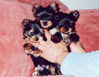 ����������� ������